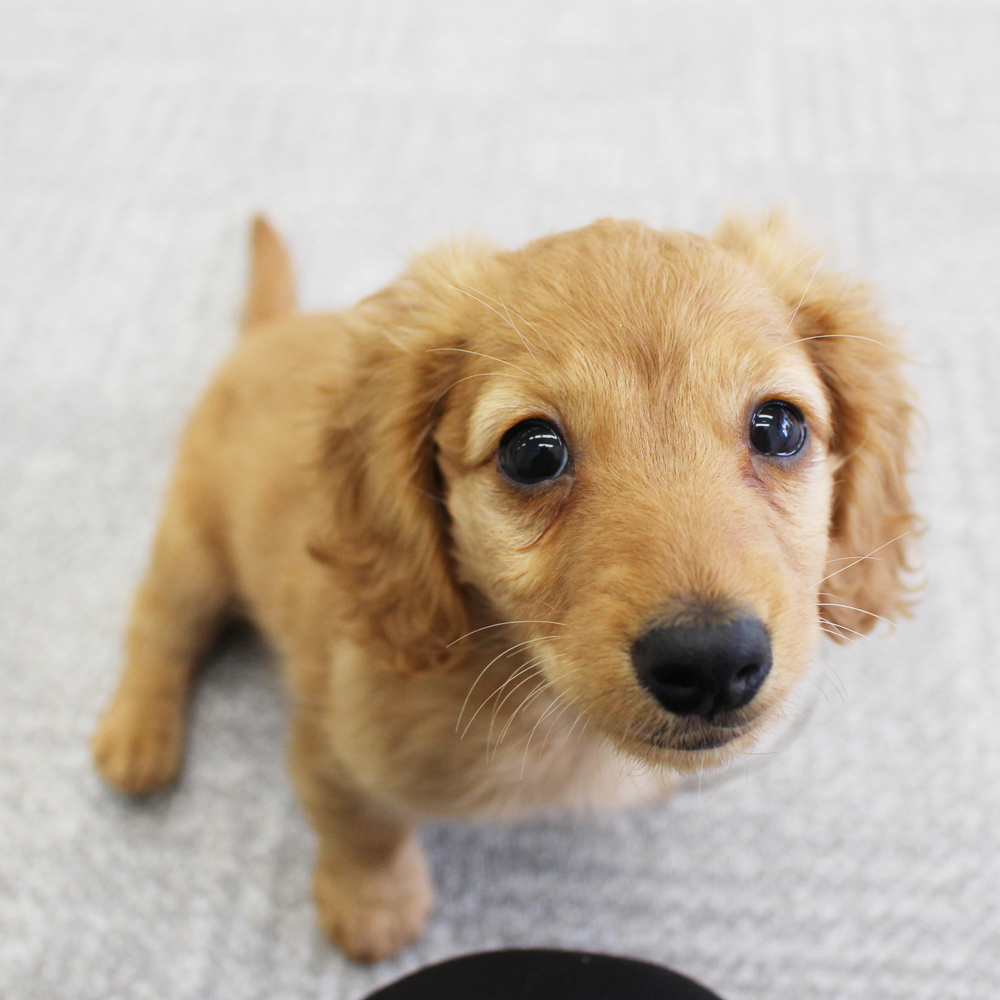 子犬の遊び場、パピールーム♪